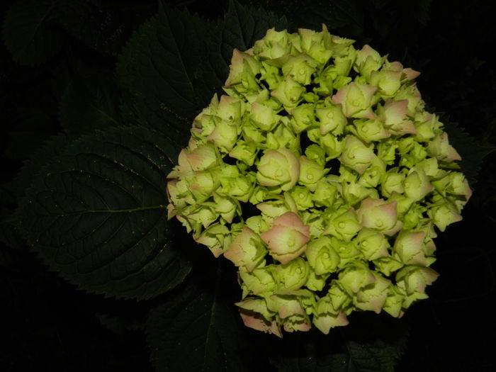 DSCN0714 - 2016 BRUGMANSII_CLEMATITE_HORTENSII