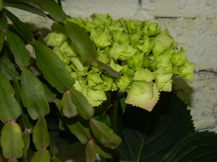 DSCN0715 - 2016 BRUGMANSII_CLEMATITE_HORTENSII