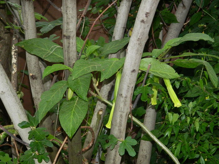 DSCN0892 - 2016 BRUGMANSII_CLEMATITE_HORTENSII