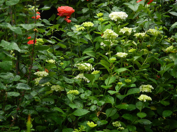 DSCN0900 - 2016 BRUGMANSII_CLEMATITE_HORTENSII
