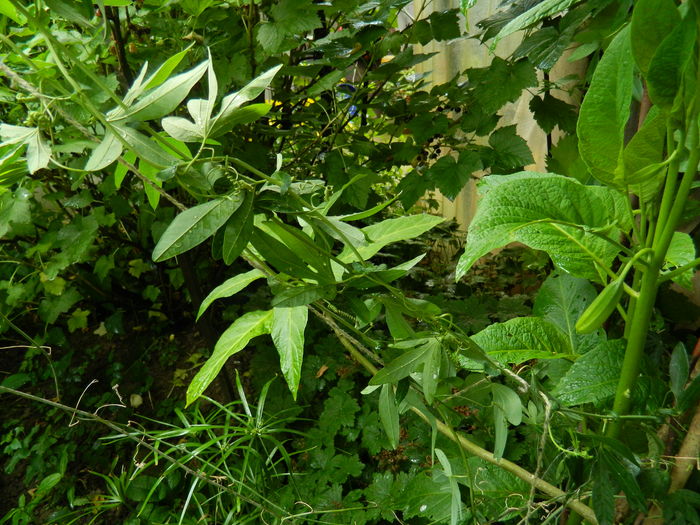 DSCN0904 - 2016 BRUGMANSII_CLEMATITE_HORTENSII