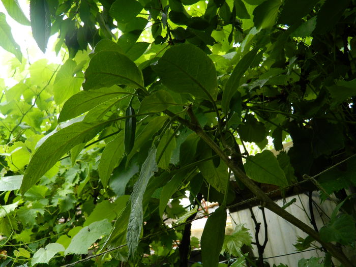 DSCN0905 - 2016 BRUGMANSII_CLEMATITE_HORTENSII