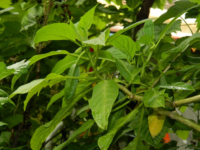 DSCN0906 - 2016 BRUGMANSII_CLEMATITE_HORTENSII