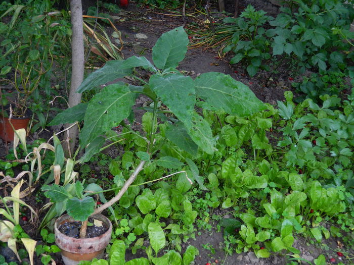 DSCN0929 - 2016 BRUGMANSII_CLEMATITE_HORTENSII