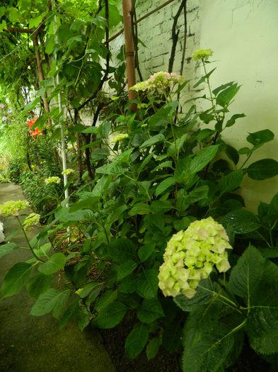DSCN0947 - 2016 BRUGMANSII_CLEMATITE_HORTENSII
