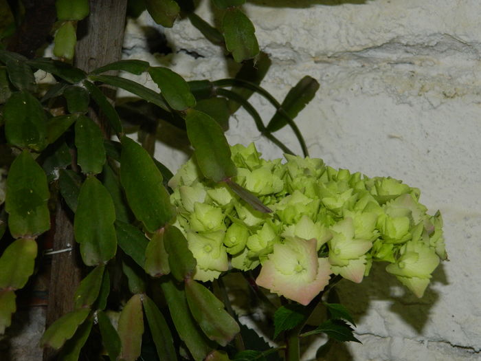 DSCN0953 - 2016 BRUGMANSII_CLEMATITE_HORTENSII