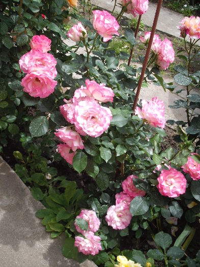 DSCF5992 - Bordure Rose
