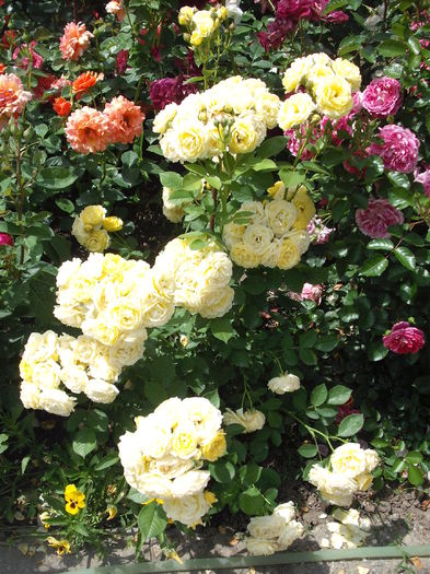 DSCF5609 - Golden Border