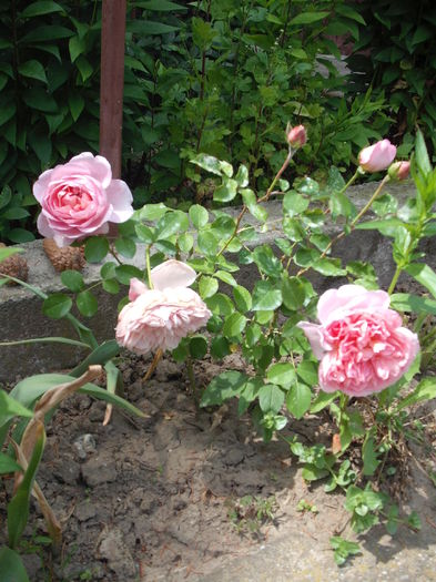 DSCF5633 - Dames de Chenonceau