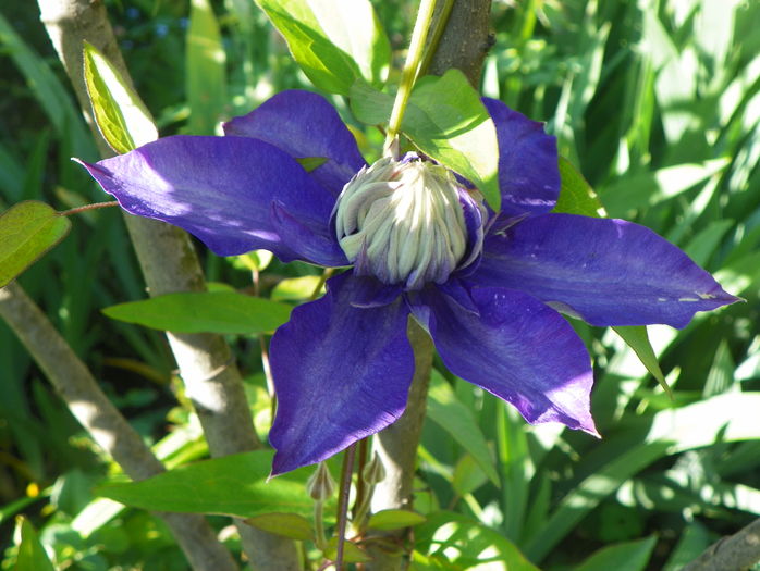 Multi Blue - Clematite 2016
