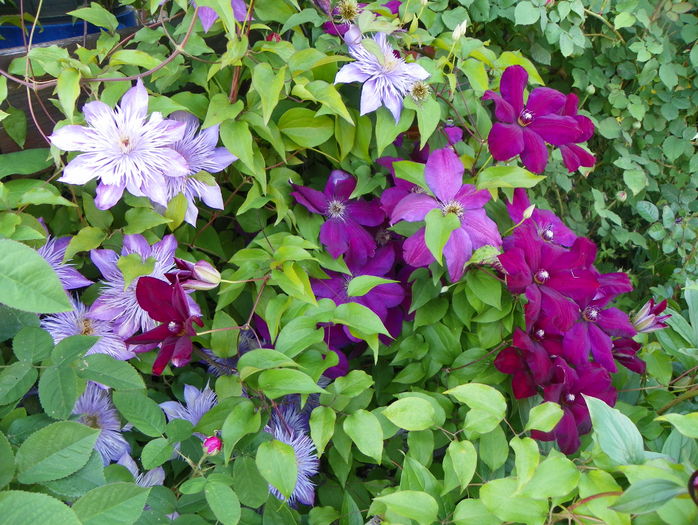 Westerplatte si Crystal Fountain