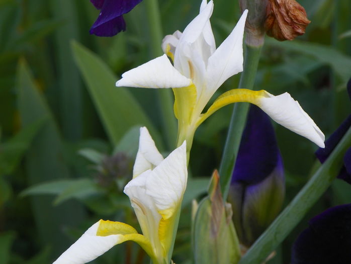 sibirica Butter and Sugar