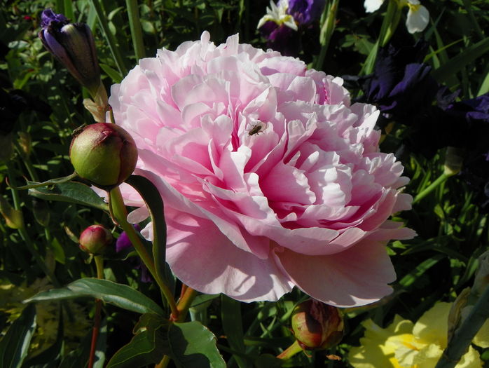 Sarah Bernhardt - Bujori 2016
