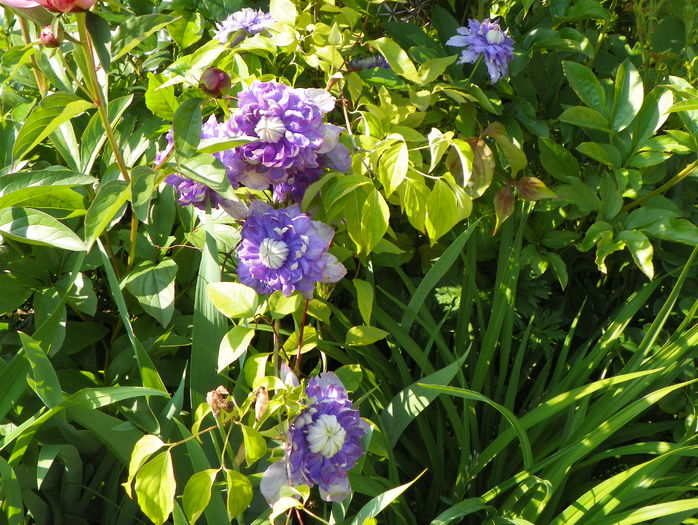 Blue Light - Clematite 2016