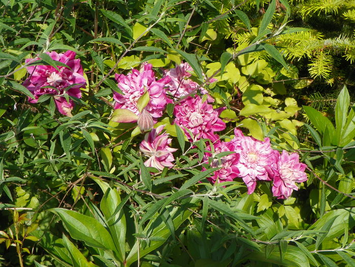 Patricia Ann Fretwell