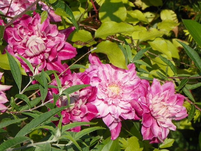 Patricia Ann Fretwell