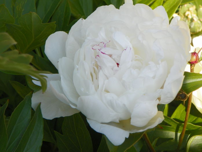 Festiva Maxima