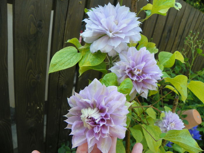 Belle of Woking - Clematite 2016