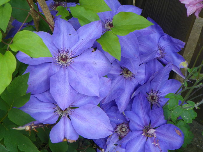 Xerxes - Clematite 2016