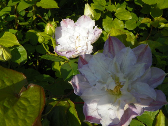 Veronica's Choice - Clematite 2016