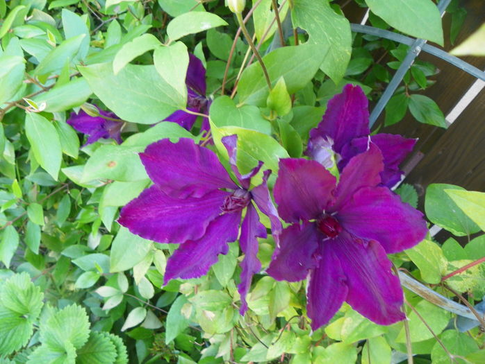 Honora - Clematite 2016