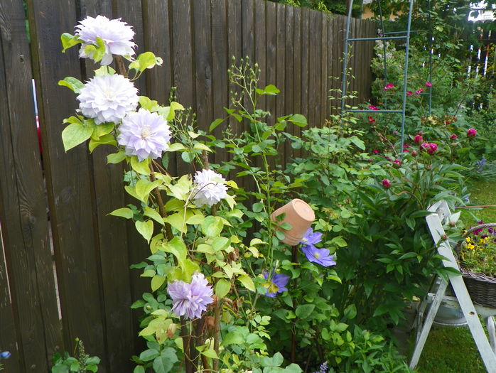 Belle of Woking