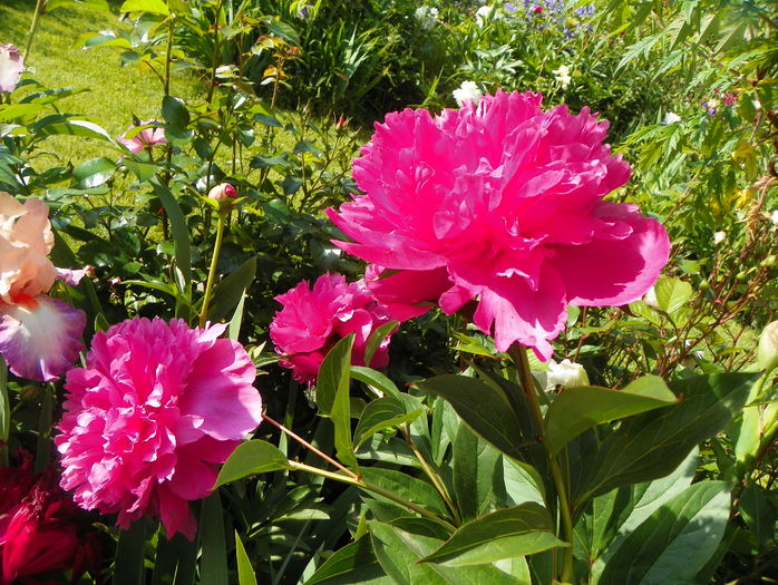 Edulis Superba