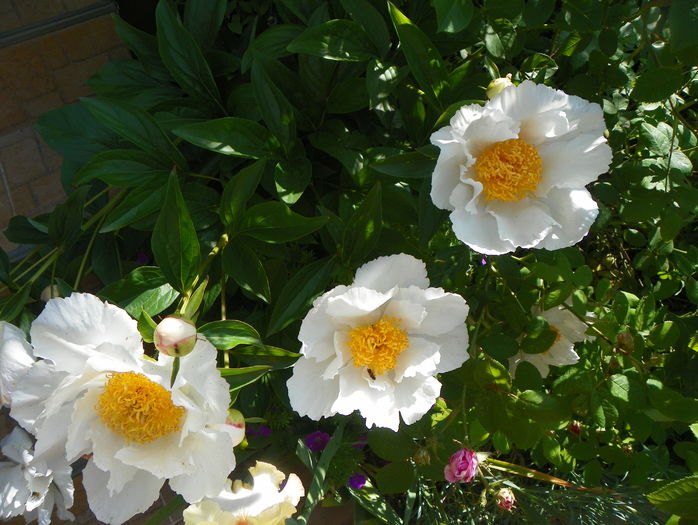 Krinkled White