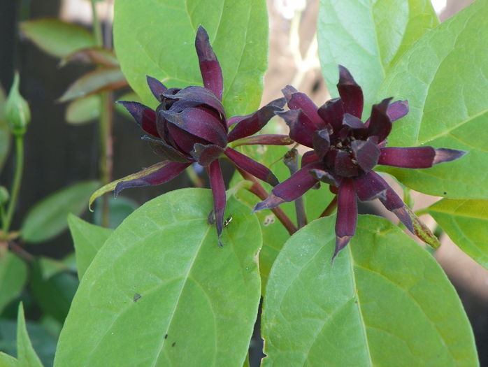 calycanthus floridus - Copacei si arbusti 2016
