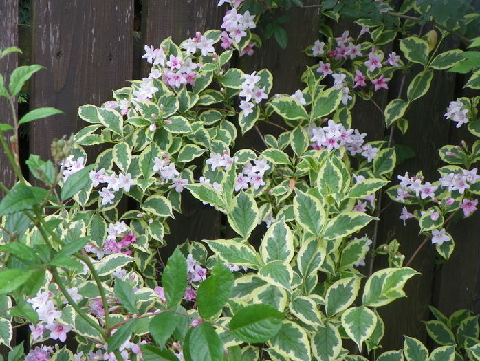 weigela florida variegata - Copacei si arbusti 2016