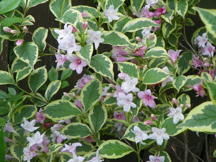 weigela florida variegata - Copacei si arbusti 2016