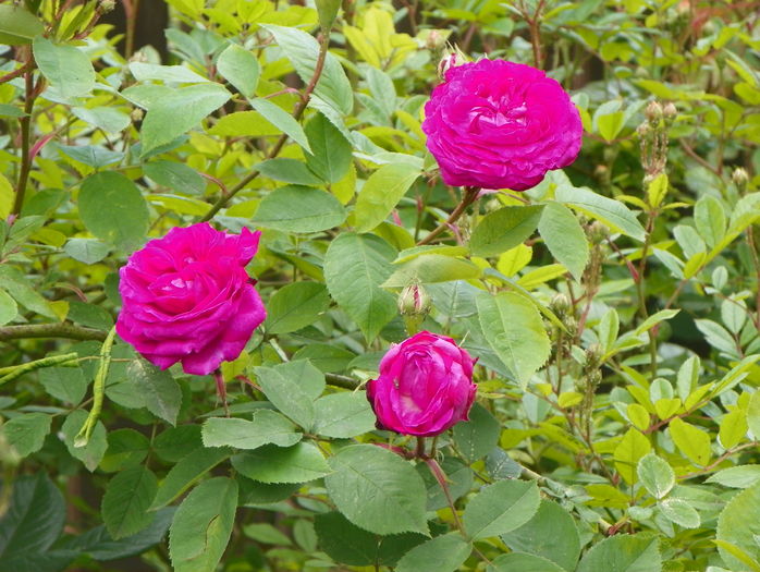 Reine de Violettes