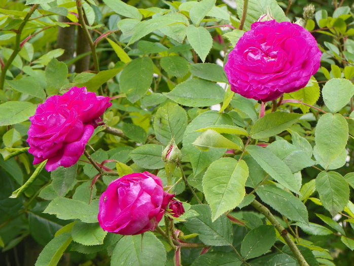 Reine de Violettes