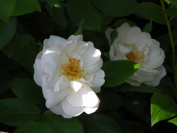 Jacqueline du Pre