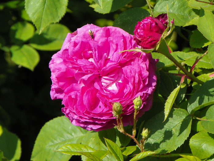 Reine de Violettes
