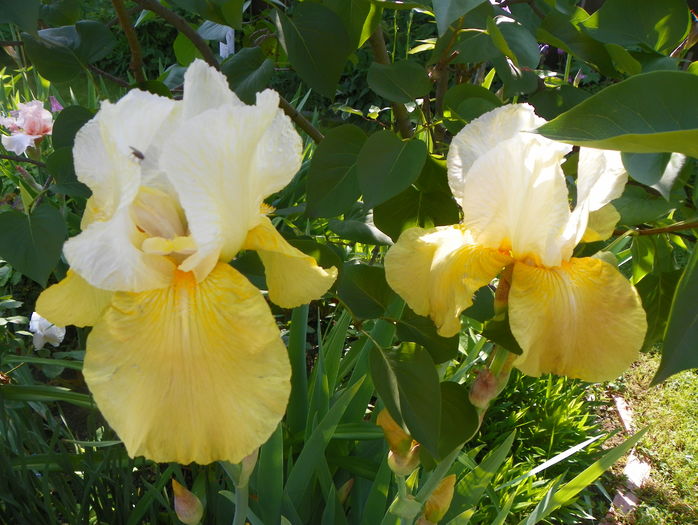 Glacier Gold