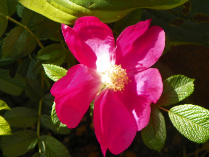 Red Dagmar