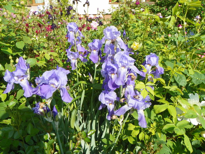 pallida