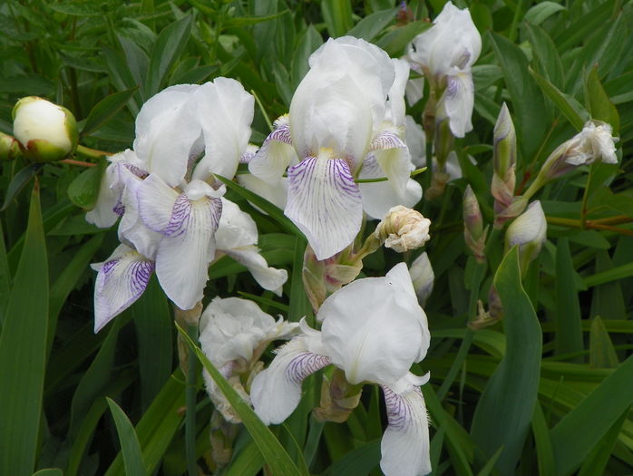 Mrs. Horace Darwin