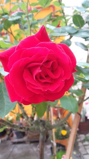 tr rosu 3 - Trandafir copacel Rosu