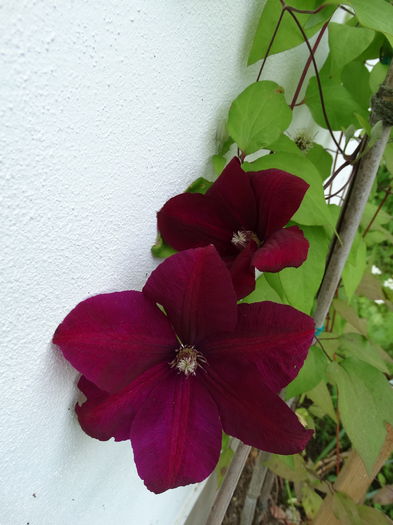 DSC03677 - b-primavara-2016