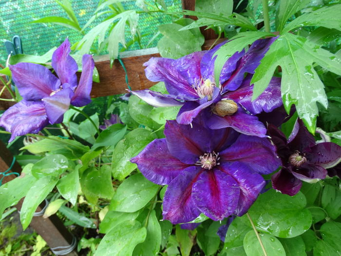 DSC03715 - b-primavara-2016