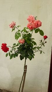 doua culori - Trandafir copacel in doua culori roz si rosu