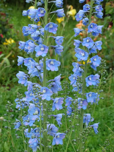 DSC03686 - b-primavara-2016