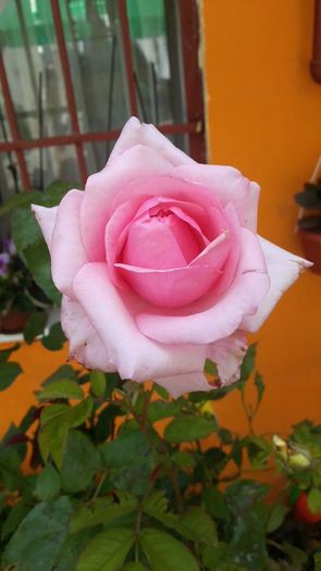 roz - Trandafir Copacel Roz