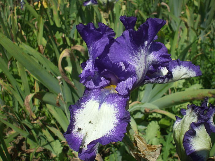 DSCF8781 - Gradina Irisi 1 Sibiu 2016