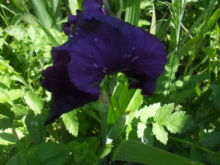 DSCF8805 - Gradina Irisi 1 Sibiu 2016