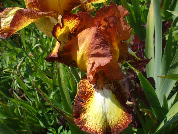 DSCF8807 - Gradina Irisi 1 Sibiu 2016