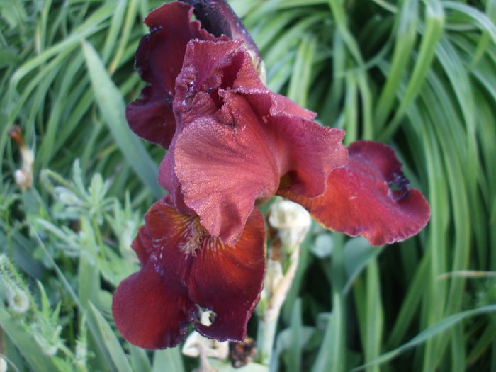 DSCF8923 - Gradina Irisi 1 Sibiu 2016