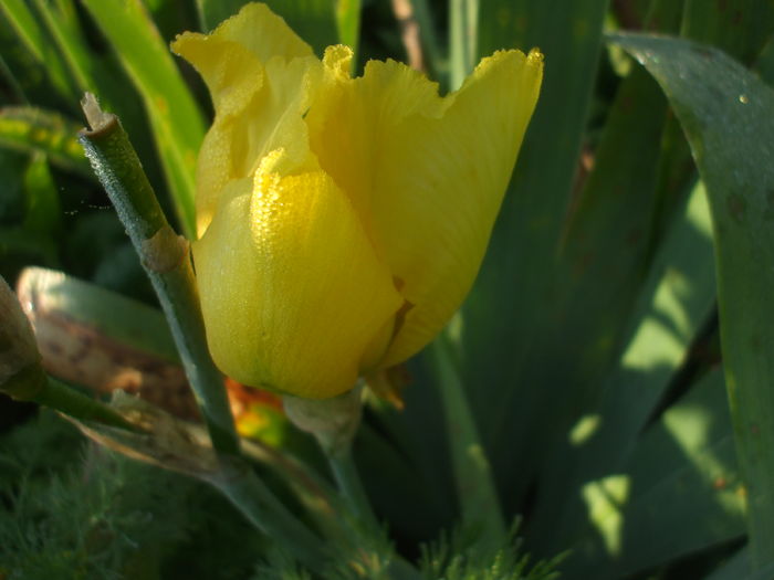 DSCF8972 - Gradina Irisi 1 Sibiu 2016